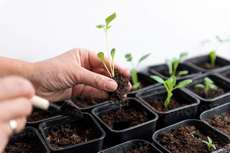 A hand carefully transplants a tomato seedling into black soil pots. This image captures the delicate process of gardening, emphasizing growth and nurturing plants indoors