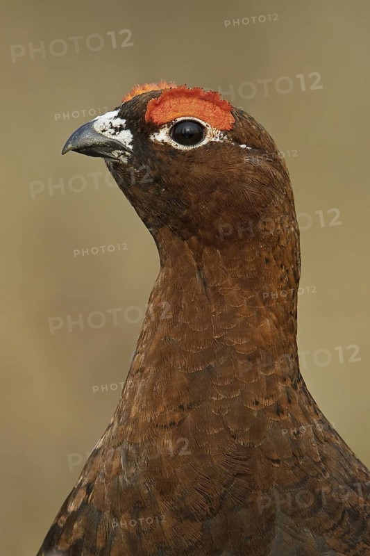 Willow Ptarmigan (Lagopus lagopus), Manitoba, Canada