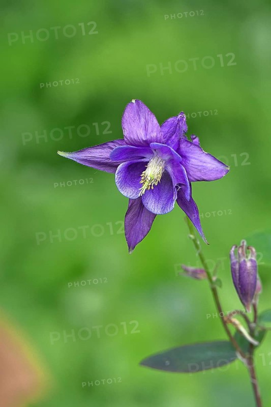 Columbine (Aquilegia vulgaris), blue flower at the edge of a forest, Wilnsdorf, North Rhine-Westphalia, Germany