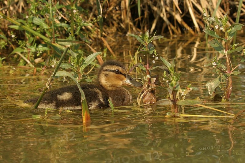Mallard (Anas platyrhynchos) 18-day-old chick foraging in a lake, Allgäu, Bavaria, Germany