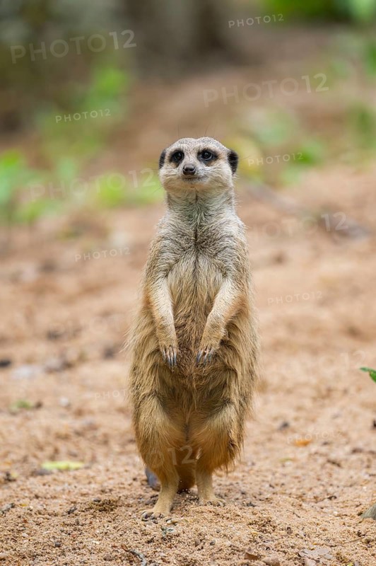 Close-up of a meerkat or suricate (Suricata suricatta) stands on its hind legs on the ground, Germany
