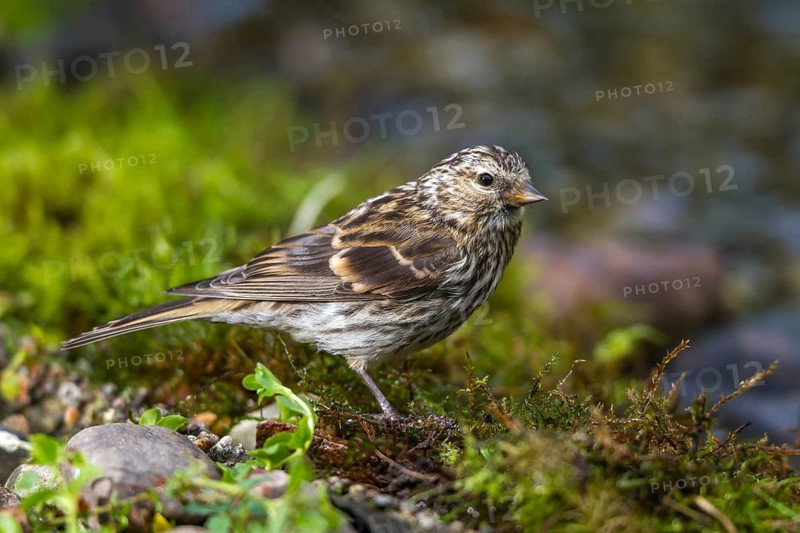 Birkenzeisig - Jungvogel am Bach