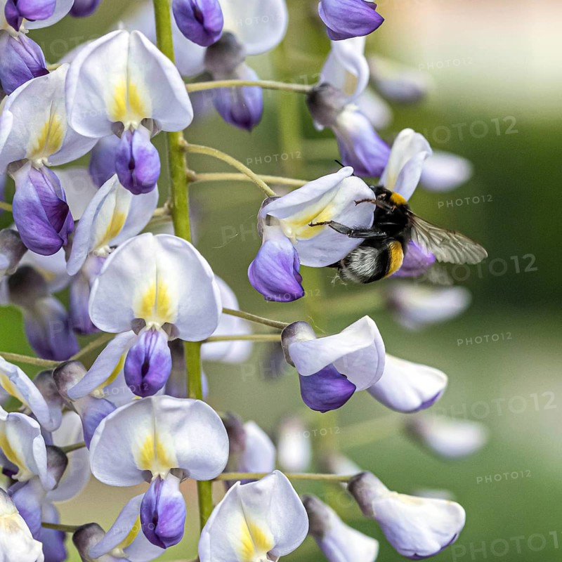 Japanese wisteria (Wisteria floribunda 'Multijuga'), Cambridge Botanical Garden, Germany