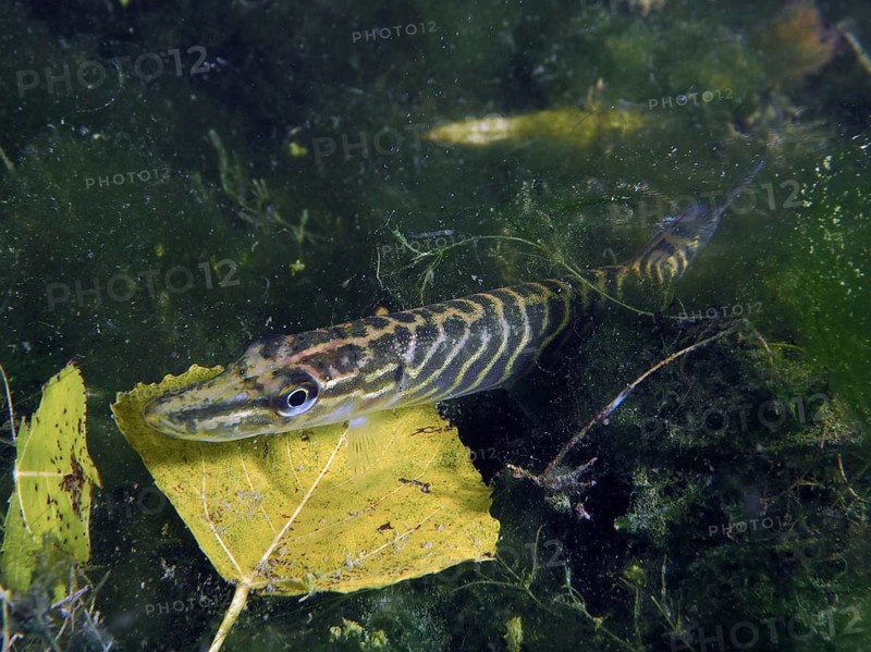 A young pike (Esox lucius) lies well camouflaged between dark plants and a leaf. Dive site Wildsau, Berlingen, Lake Constance, Switzerland