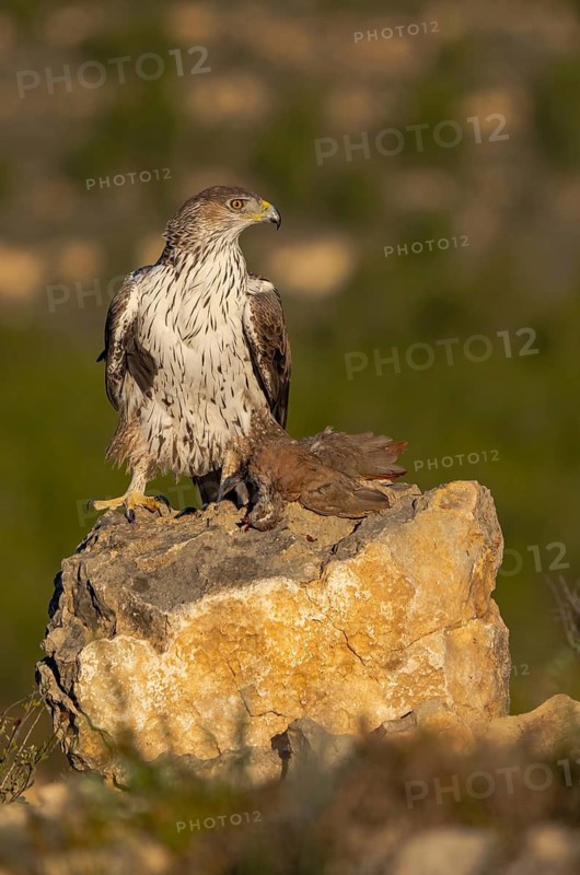 A majestic Bonelli's eagle stands proudly on a rocky perch in the natural landscapes of Valencia. The setting sun casts a warm glow, highlighting the details in the bird's striking plumage