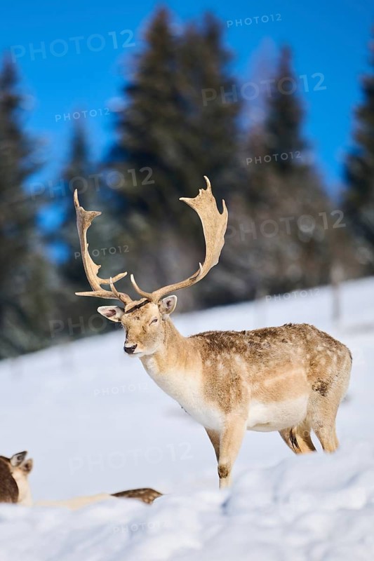 European fallow deer (Dama dama) buck on a snowy meadow in the mountains in tirol, Kitzbühel, Wildpark Aurach, Austria