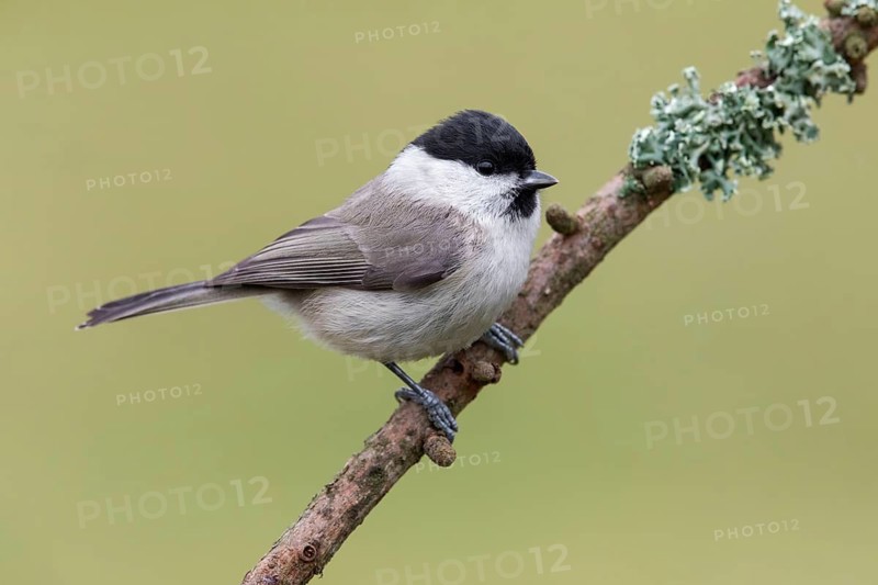 Marsh Tit (Poecile palustris) perched on a branch, Poland
