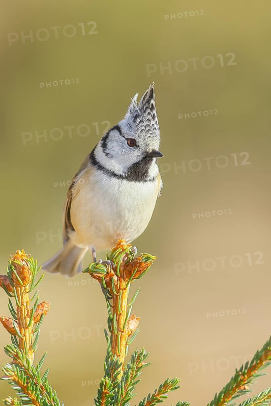 Crested Tit (Parus Scalloped ribbonfish) sitting on a spruce top, Wildlife, Animals, Birds, Titmouse, Siegerland, North Rhine-Westphalia, Germany