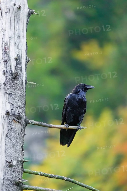 One common raven (Corvus corax) sits on a twig of a dead tree with fall foliage in the background