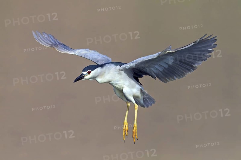 Night heron, (Nycticorax nycticorax), animals, birds, heron family, flight photo, biotope, habitat, foraging, Gome Junction Fish Ponds, Hula Valley, Northern District, Israel