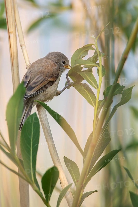 Eurasian Penduline Tit (Remiz pendulinus), juvenile foraging, one week after leaving the nest, Saxony-Anhalt, Germany