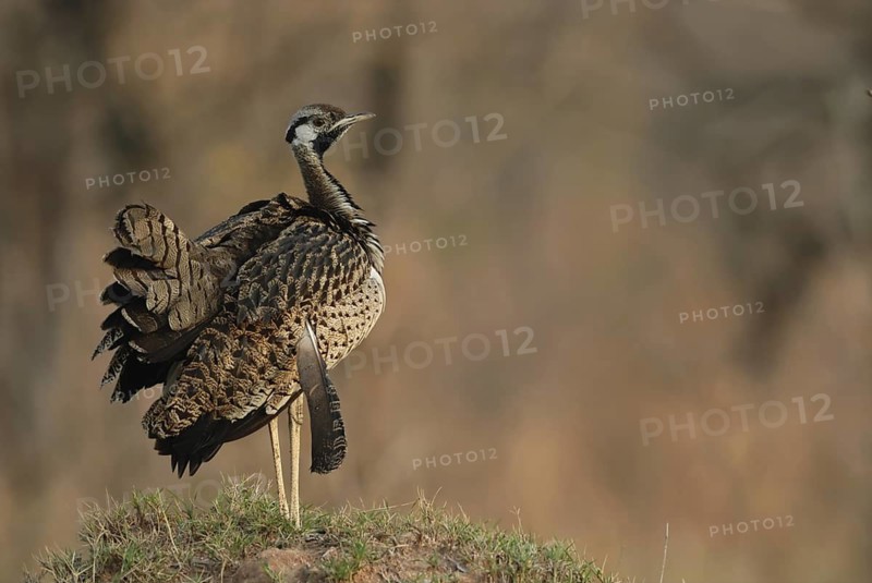 Black-bellied Bustard (Lissotis melanogaster)