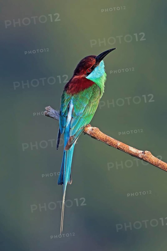 Blue-throated Bee-eater (Merops viridis) perched on a branch, Penang, Malaysia