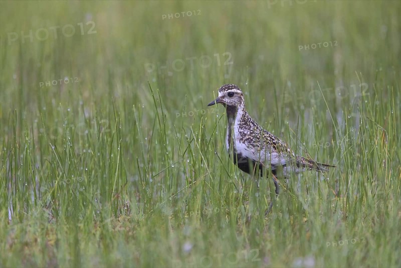 European Golden Plover (Pluvialis apricaria), Finland