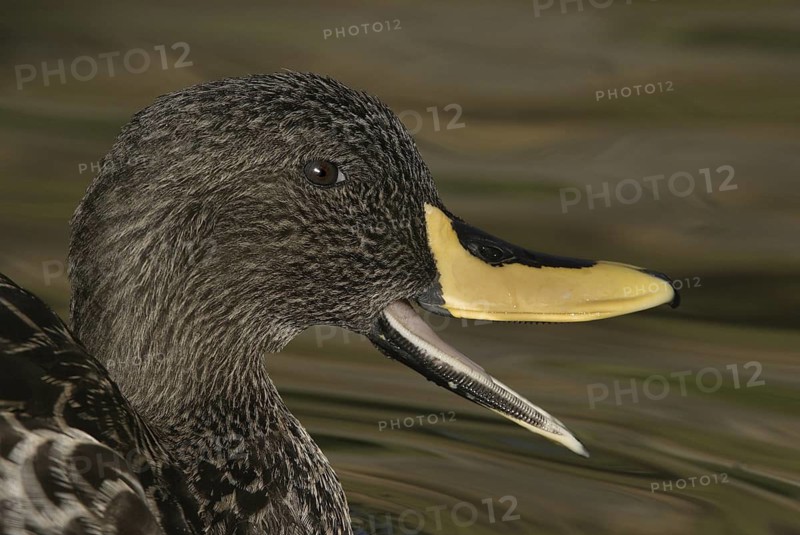 Yellow-billed Duck (Anas undulata), Arizona, USA