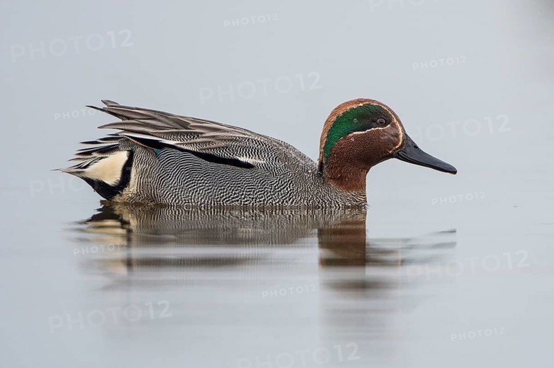 Eurasian Teal (Anas crecca) male, Schleswig-Holstein, Germany
