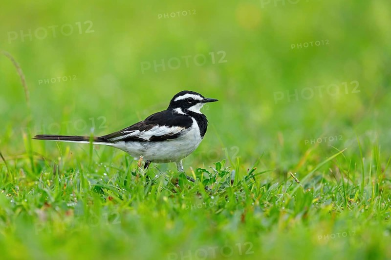 African Pied Wagtail, (Motacilla aguimp), Bergeronnette pie, Lavandera Africana, family of wagtails and pipits, iSimangaliso Wetland Park, St Lucia, KwaZulu-Natal, South Africa