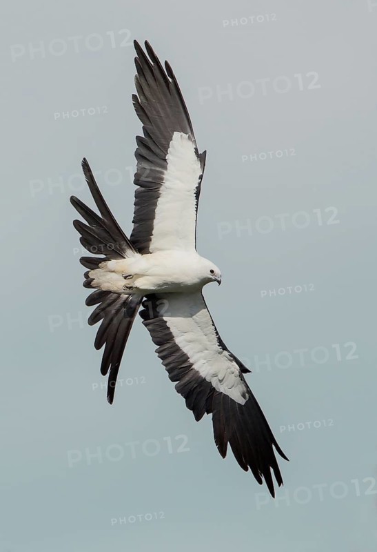 Swallow-tailed Kite (Elanoides forficatus) flying, Florida, USA