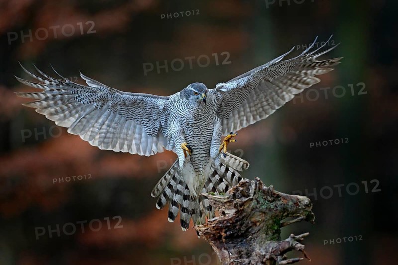 Goshawk flying, bird of prey with open wings with evening sun back light, nature forest habitat, Czech. Wildlife scene from autumn nature. Bird fly landing pn tree trunk in orange vegetation