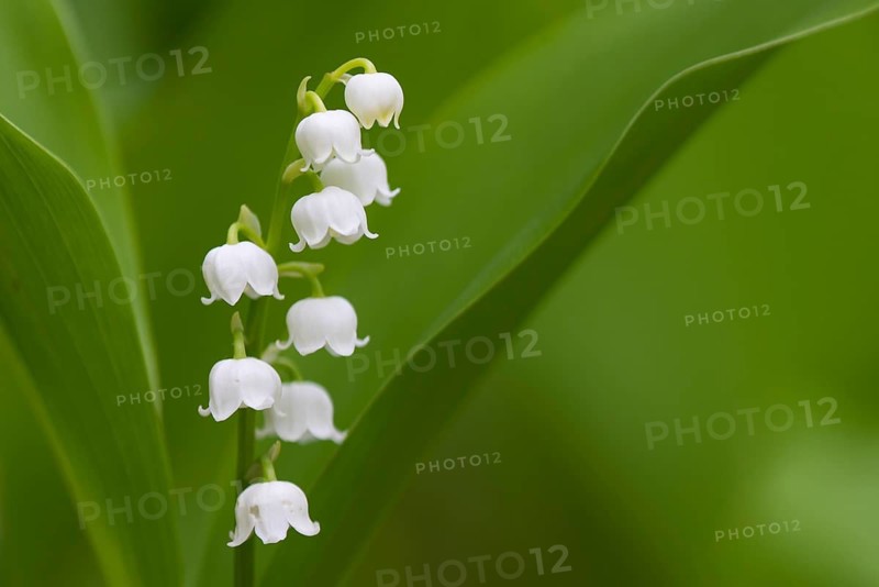 Lily of the Valley (Convallaria majalis) blooming flower in spring, Lower Saxony, Germany