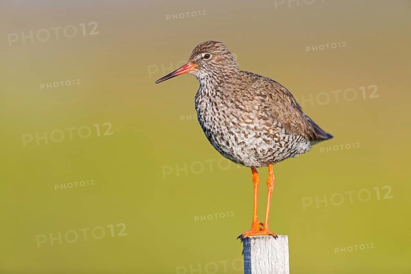 Redshank, (Tringa totanus), Animals, Birds, Limicoles, Snipe family, Snipe, Knappavellir, Austurland, Iceland