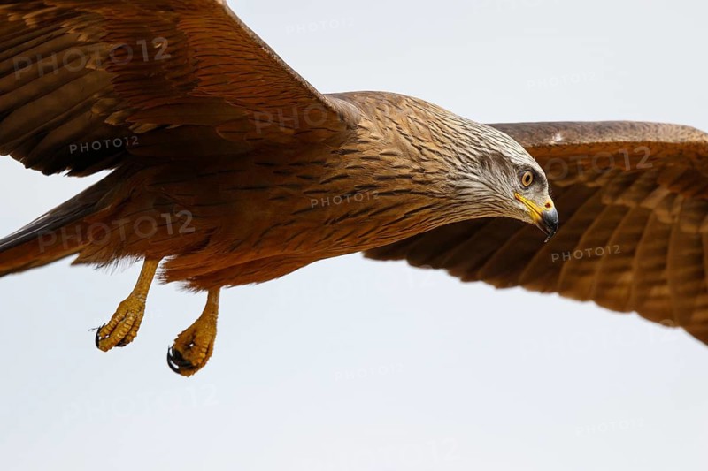 Black Kite (Milvus migrans) flying, Spain