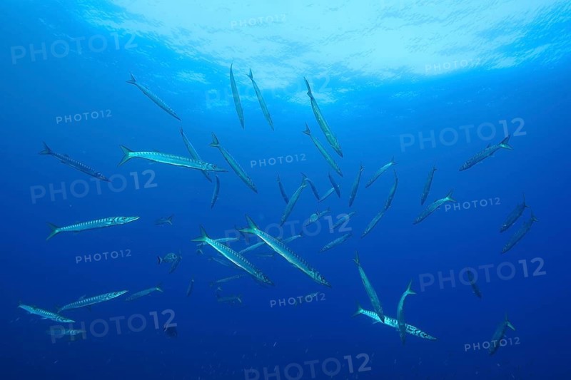 Large school of fish, barracuda (Sphyraena sphyraena), spread out in the blue ocean, dive site Giens Peninsula, Mediterranean Sea, Porquerolles, Provence, Côte d'Azur, France