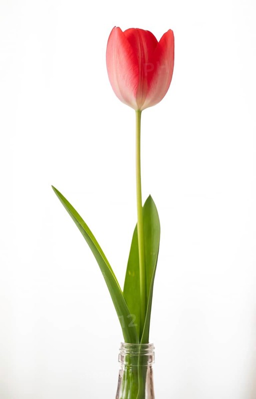A red tulip with green leaves in a vase against a blurred white background