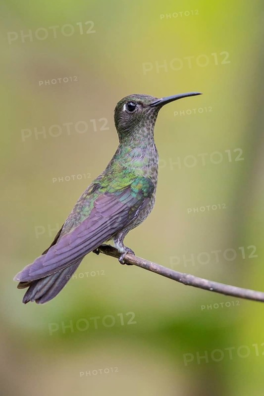 Sombre Hummingbird (Aphantochroa cirrochloris) perched on a branch in the Atlantic rainforest of southeast Brazil