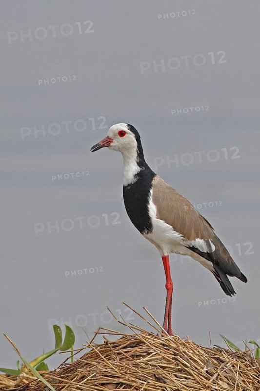 Long-toed Lapwing (Vanellus crassirostris), Lake Naivasha, Kenya