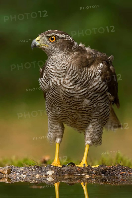 Northern Goshawk (Accipiter gentilis) male, Utrecht, Netherlands