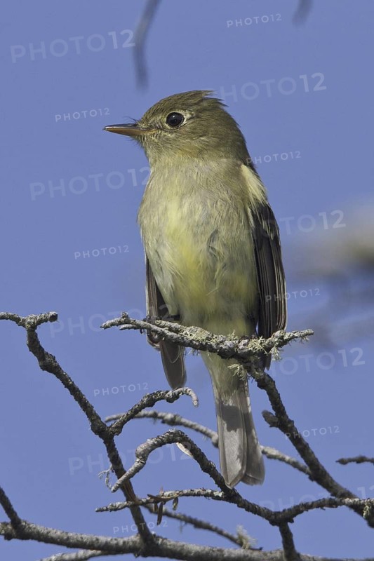 Yellow-bellied Flycatcher (Empidonax flaviventris), Newfoundland, Canada