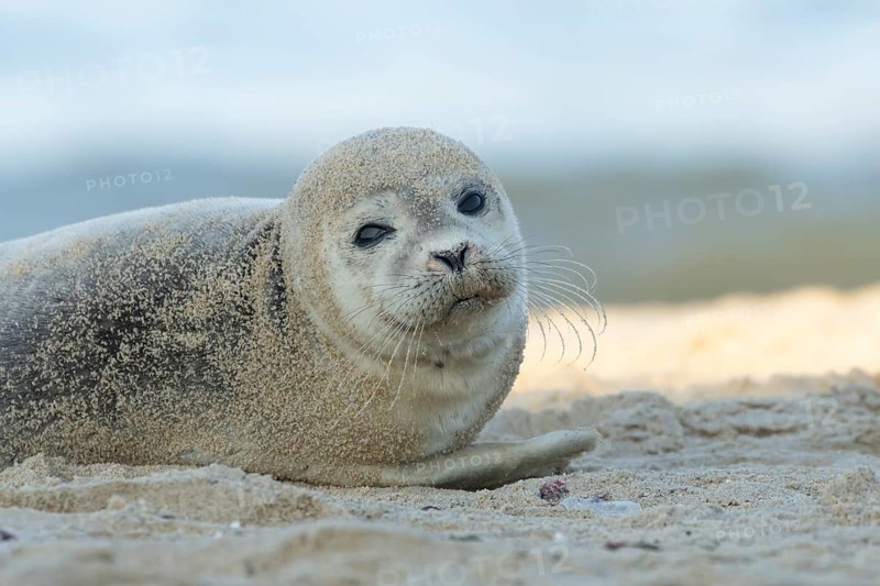 Common or Harbor or Harbour seal (Phoca vitulina) adult animal resting on sand on a beach, England, United Kingdom