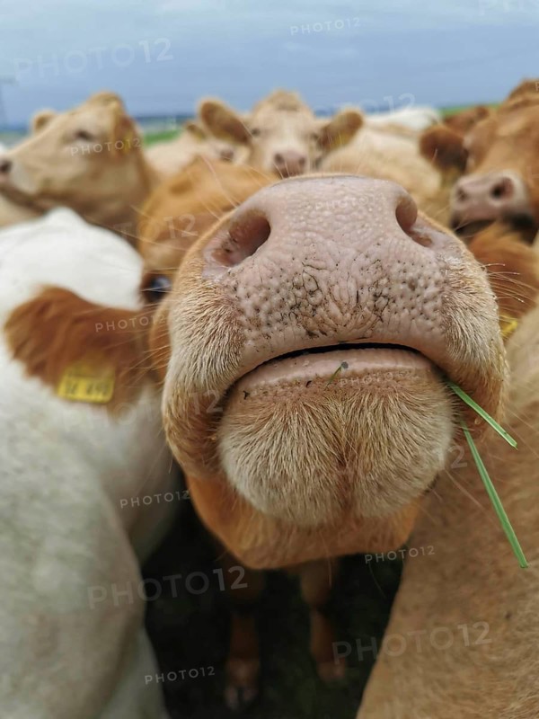 Brown cow (bos taurus) sniffs curiously at the camera, Franconian Forest nature park Park