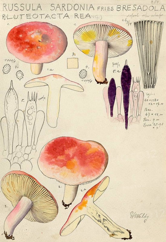 Mushroom, Mushrooms, Russula sardonia, Syn. Russula drimeia, authentic reproduction of an illustration by Hans Walty (1868-1948) from about 1915, historical