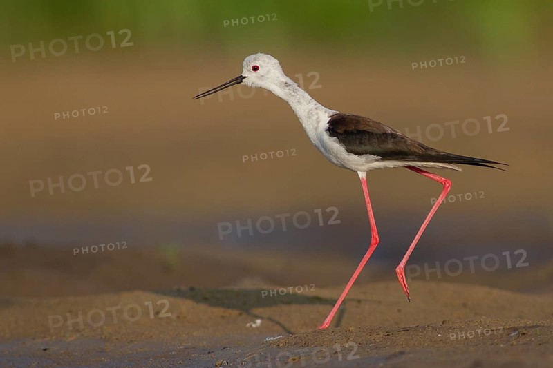 Black-winged Stilt (Himantopus himantopus) female, Subotica, Serbia