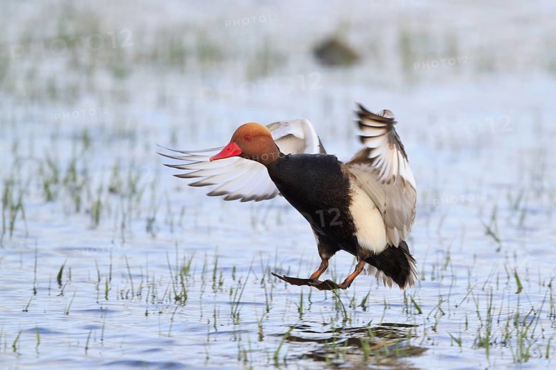 Red-crested Pochard (Netta rufina) male flying, Mallorca, Spain