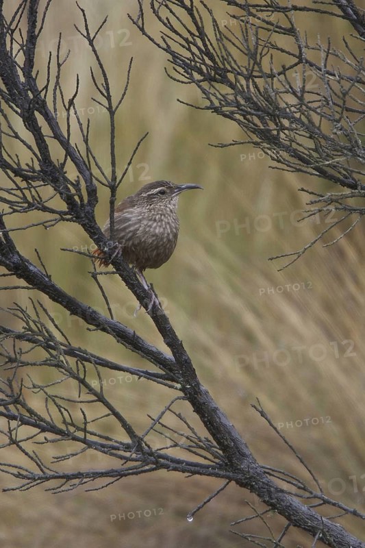 Striated Earthcreeper (Geocerthia serrana), Central Highlands, Peru