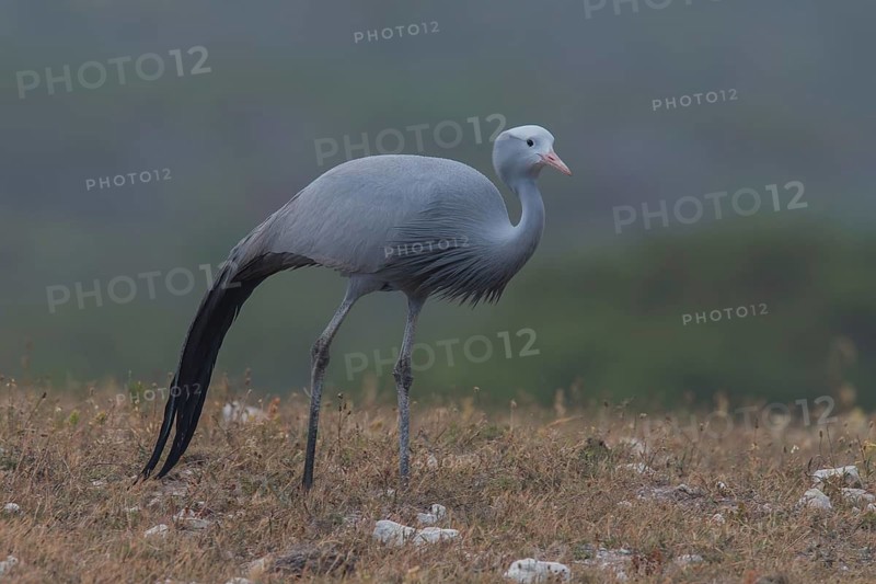 Blue Crane (Grus paradisea), South Africa