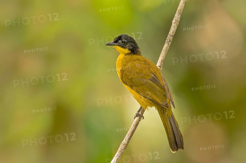 Sri Lanka-Goldbrustbülbül (Pycnonotus melanicterus) auf seinem Ansitzast im Regenwald von Sri Lanka