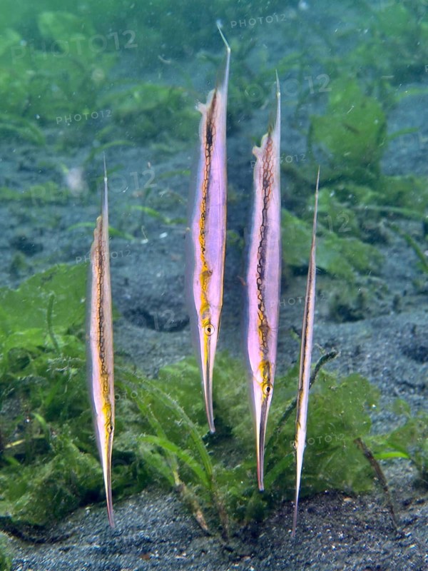 Four vertically swimming striped razorfish, razorfish (Aeoliscus strigatus) above the sandy seabed, dive site Secret Bay, Gilimanuk, Bali, Indonesia