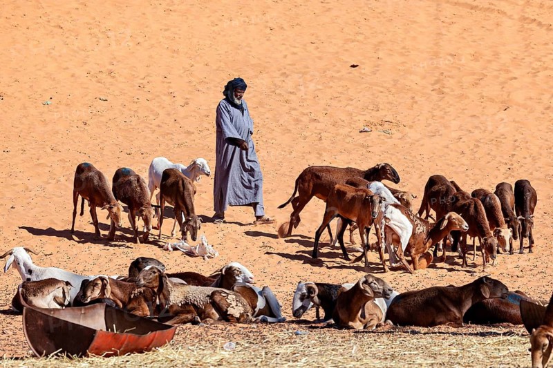 A lone shepherd stands in the sand next to a group of goats in an arid desert environment, The goat market of In Salah in Algeria