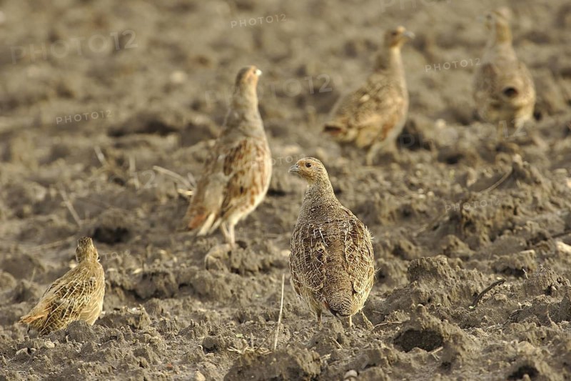 Grey Partridge (Perdix perdix), Poland