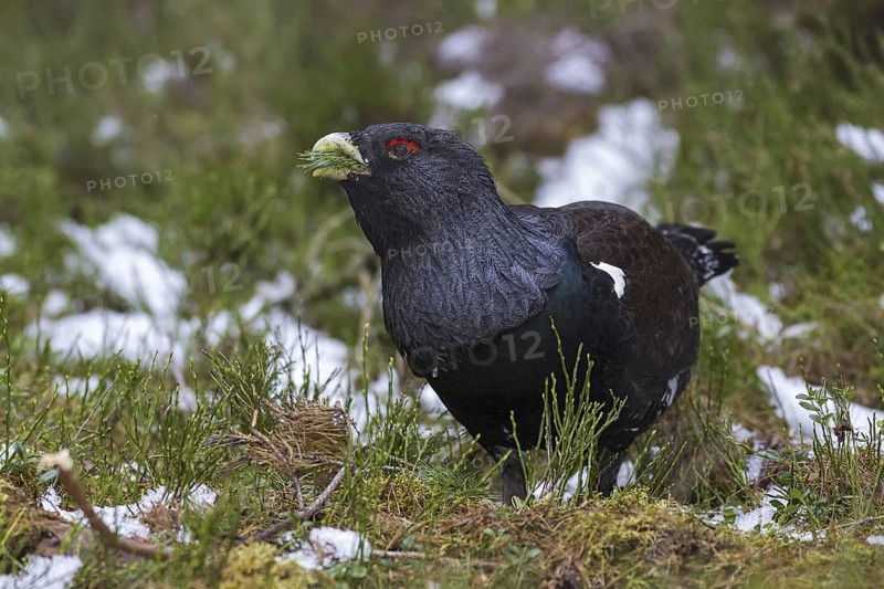 Western Capercaillie (Tetrao urogallus) male, Scotland, United Kingdom