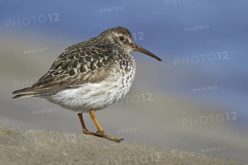 Purple Sandpiper (Calidris maritima), Manitoba, Canada