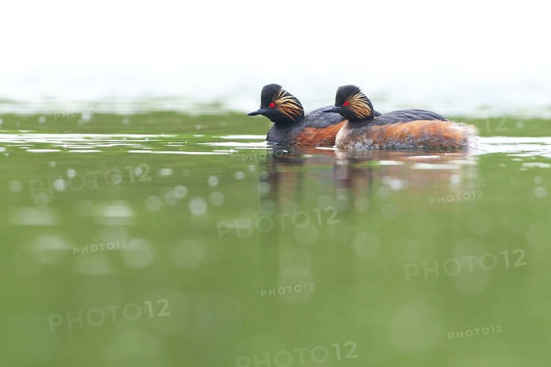 Black-necked Grebe (Podiceps nigricollis), Netherlands