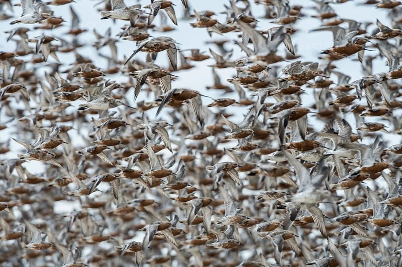 Red Knot & Bar-tailed Godwit (Calidris canutus & Limosa lapponica) huge flock flying, Schleswig-Holstein, Germany