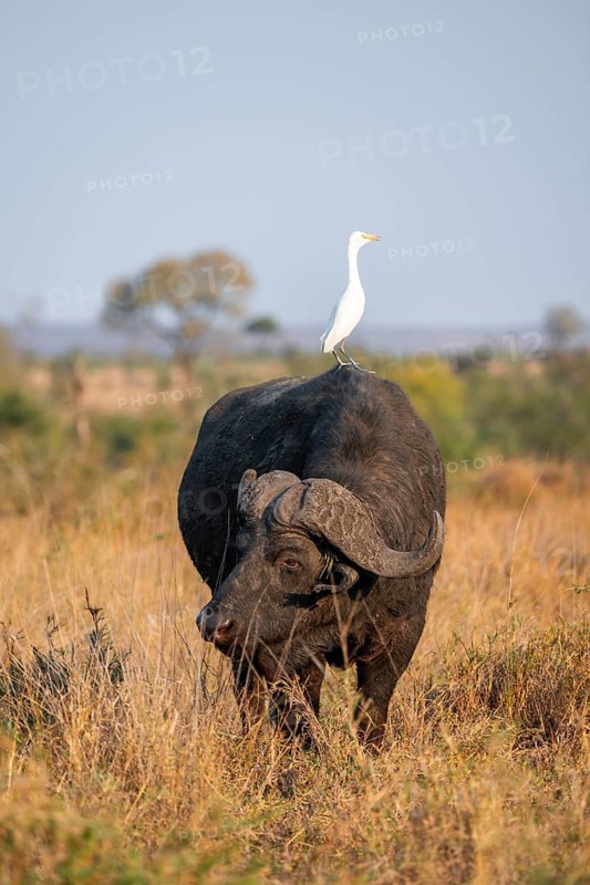 Cattle egret (Bubulcus ibis) sitting on the back of a Cape buffalo (Syncerus caffer caffer), bull standing in dry grass, African savannah, funny, Kruger National Park, South Africa