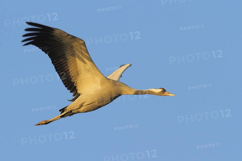 Common Crane (Grus grus), Mecklenburg-Western Pomerania, Germany