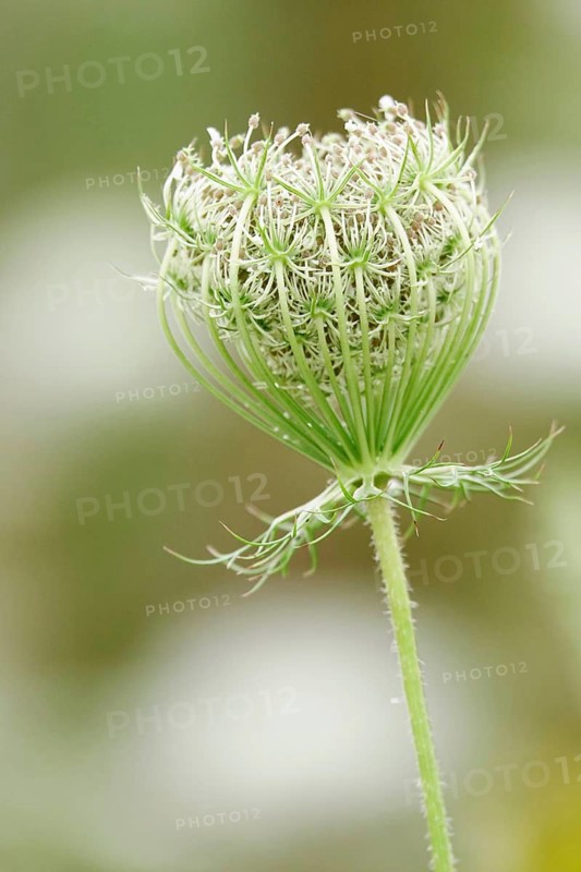 Wild carrot, summer, Germany